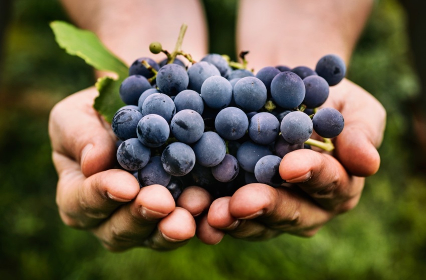 Invitan a webinar sobre desarrollo de la viticultura en La Araucanía y el sur de Chile
